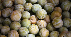 緑色の果物一覧30選|和名と英語名 ごがくねこ